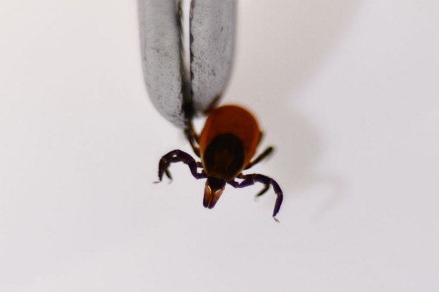 Памятка о клещах Памятка клещ